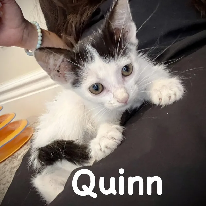 Quinn thumbnail 6