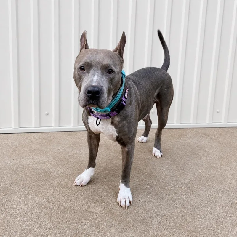 A young large-sized male Gray / Blue / Silver American Staffordshire Terrier dog named General for adoption in Houston, TX