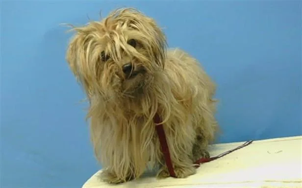 An adult small-sized male Yorkshire Terrier dog named A for adoption in Gardena, CA