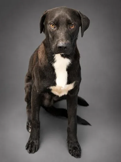 An adult large-sized male Labrador Retriever dog named Luke for adoption in Bowling Green, KY