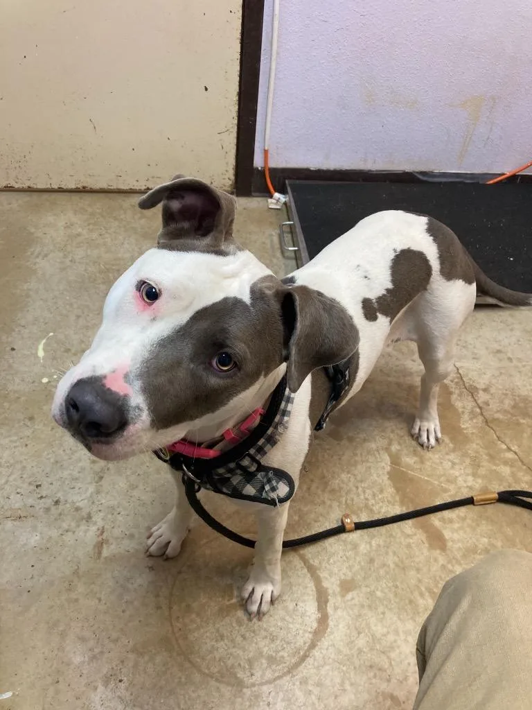 An adult large-sized female Pit Bull Terrier dog named Rosa for adoption in New Braunfels, TX