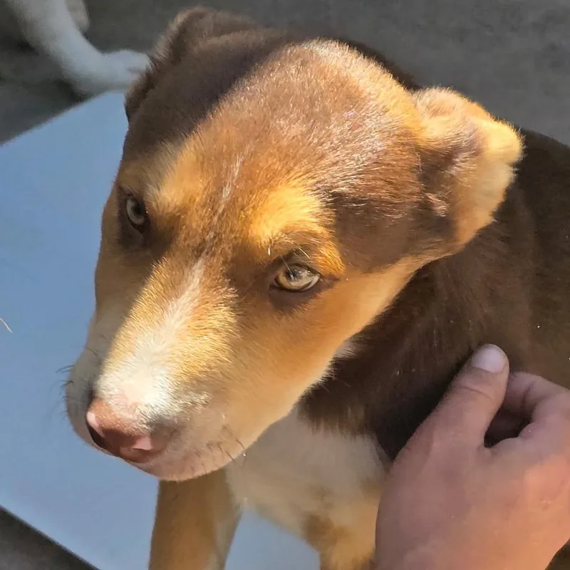 Beau