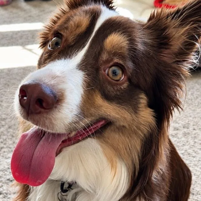 A young medium-sized female Brown / Chocolate Australian Shepherd dog named Tory for adoption in Effingham, IL
