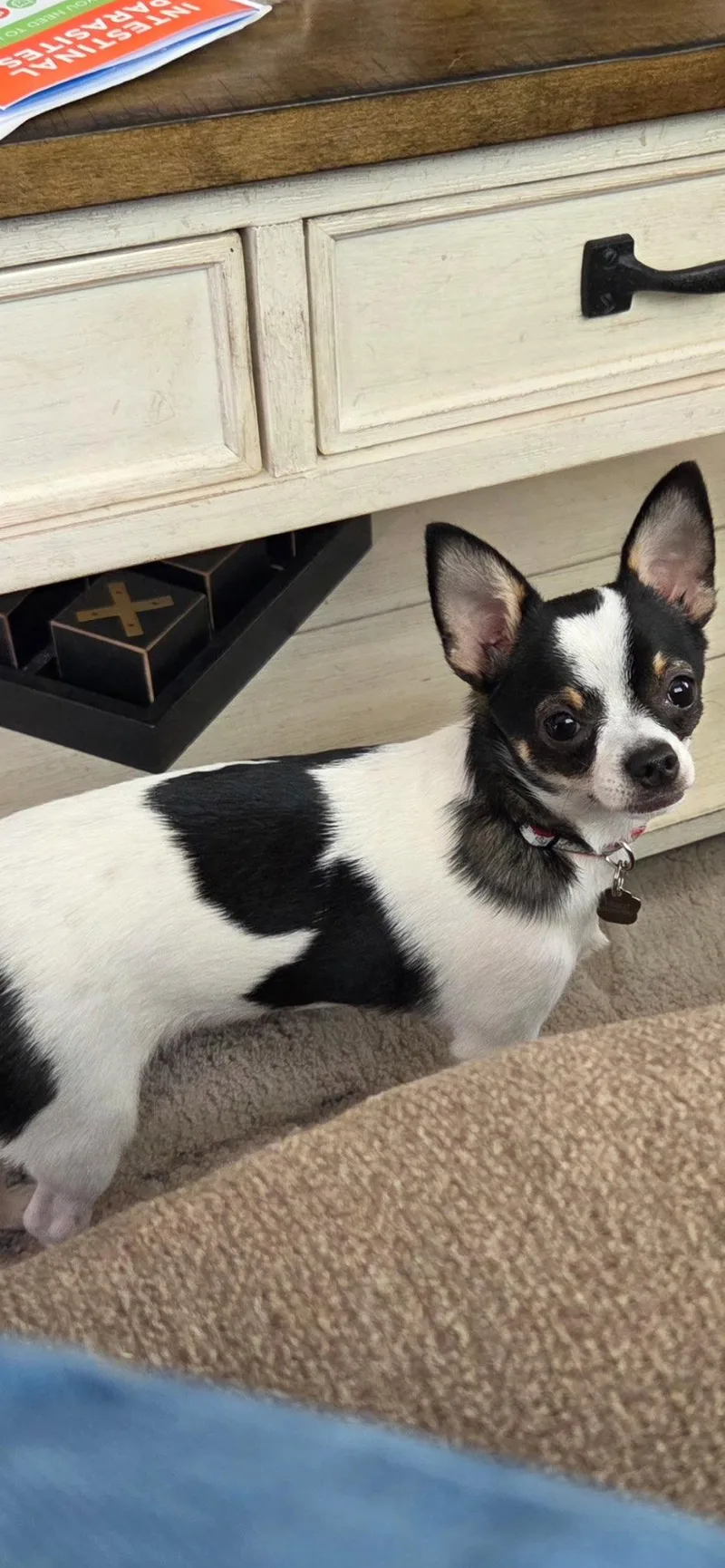 A young medium-sized male Chihuahua dog named Puddles for adoption in Spring Lake, NJ