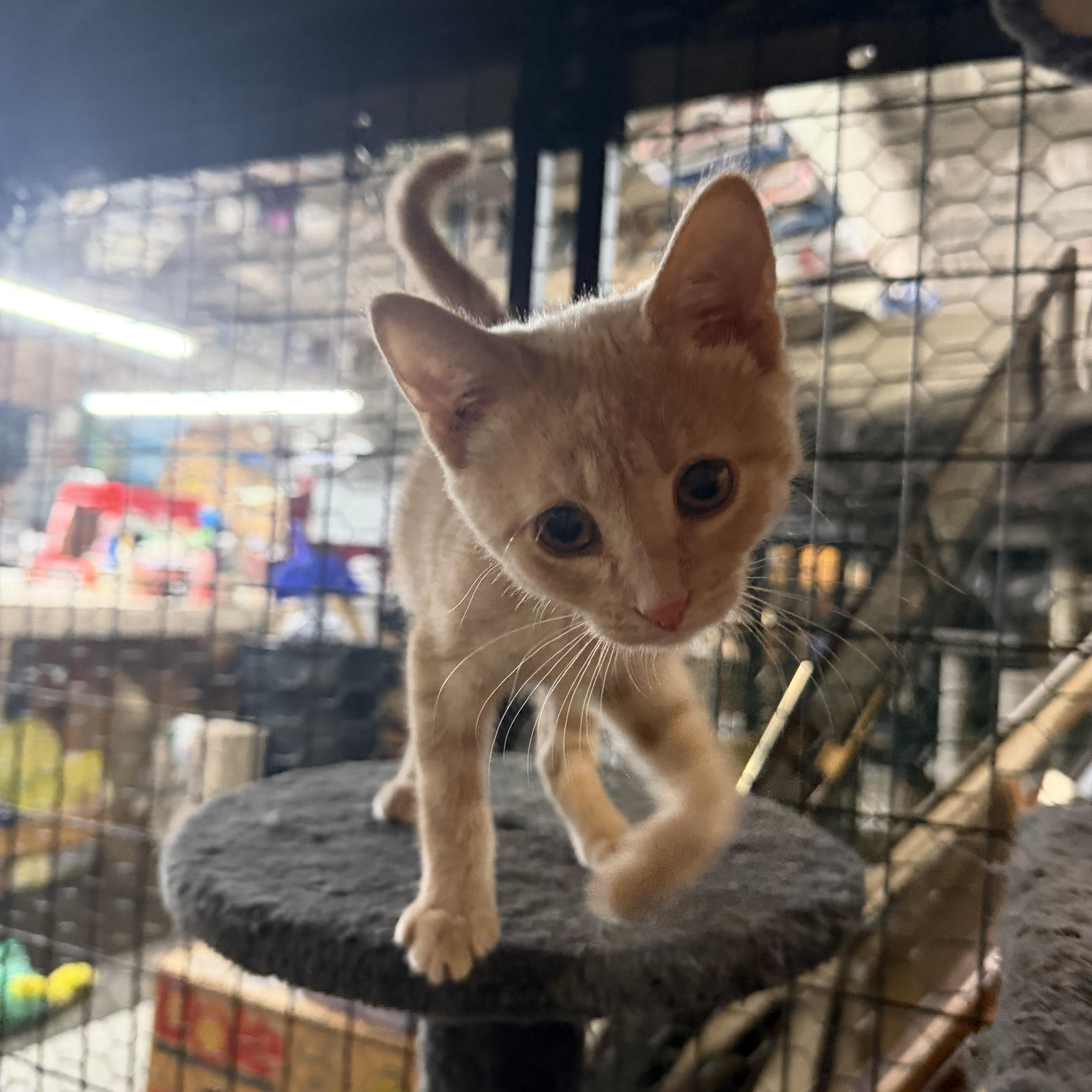 A baby small-sized female Buff / Tan / Fawn Domestic Short Hair cat named Ginger for adoption in Mauston, WI
