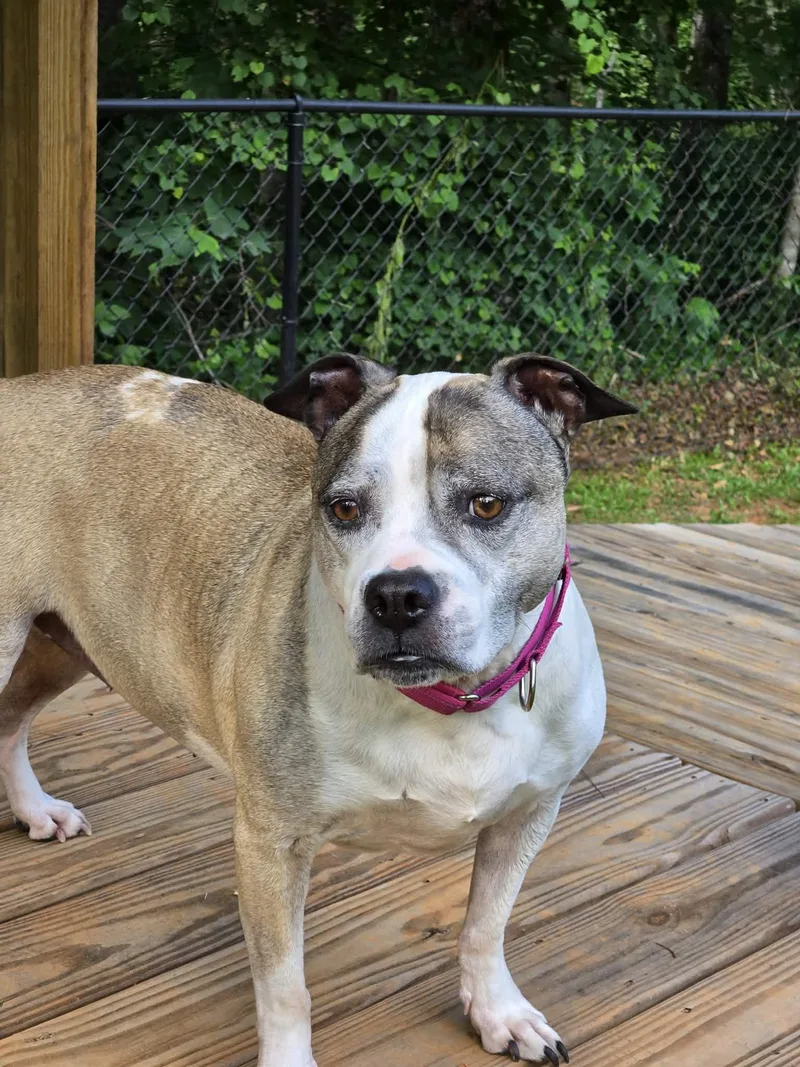 A senior large-sized female American Staffordshire Terrier dog named Patches for adoption in Lakemont, GA