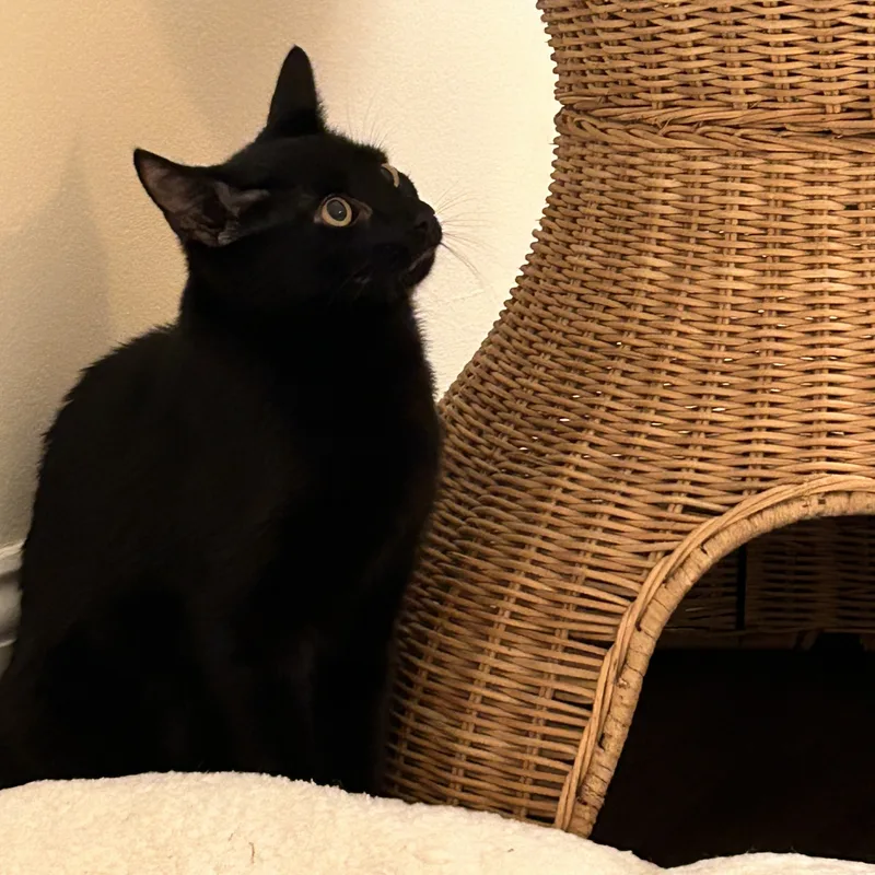 Peekaboo thumbnail 2