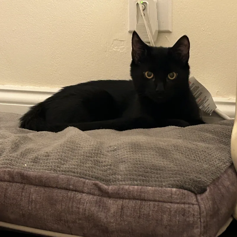 Peekaboo thumbnail 3