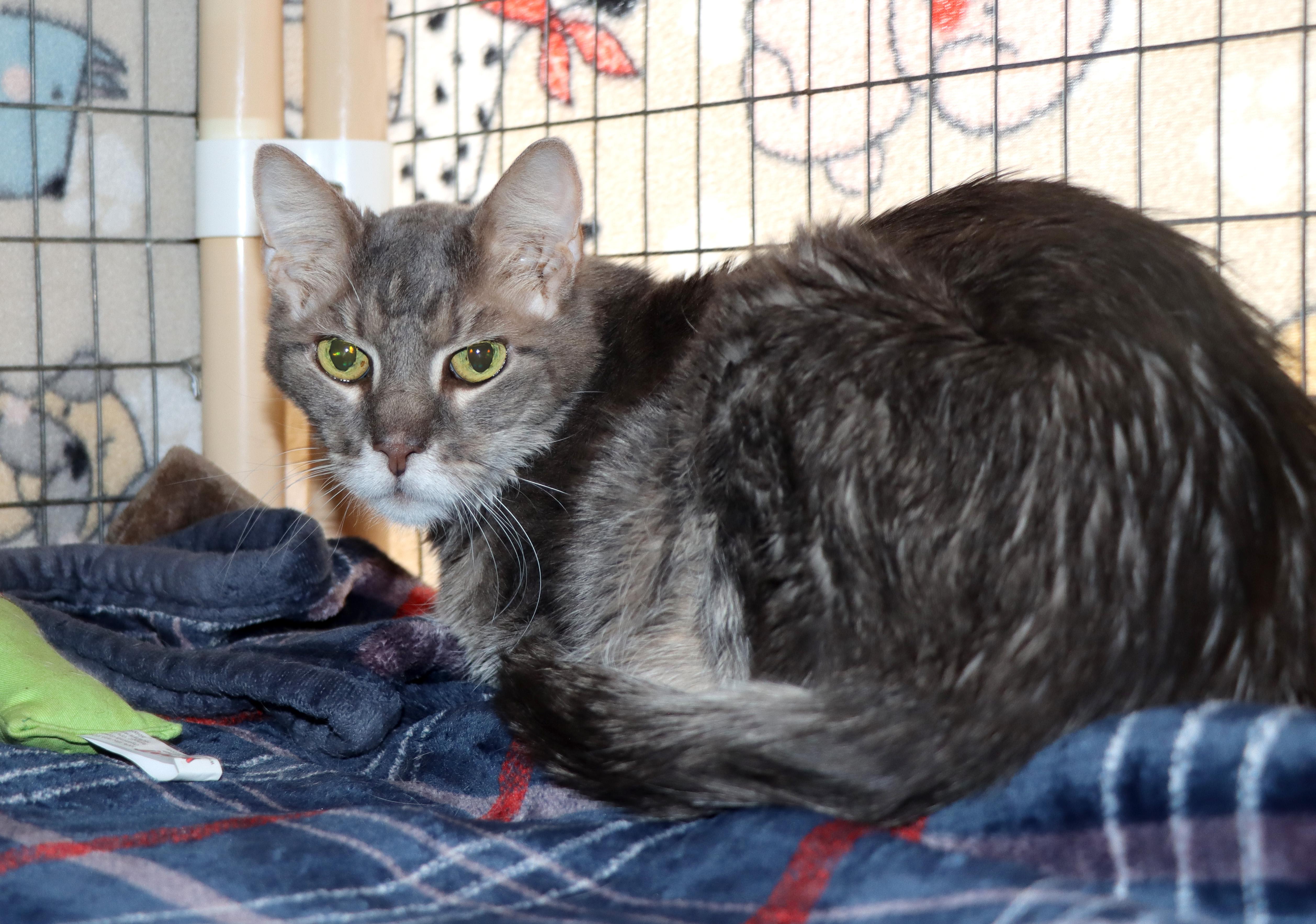 A senior medium-sized female Gray / Blue / Silver Domestic Short Hair cat named Addy Cat for adoption in House Springs, MO