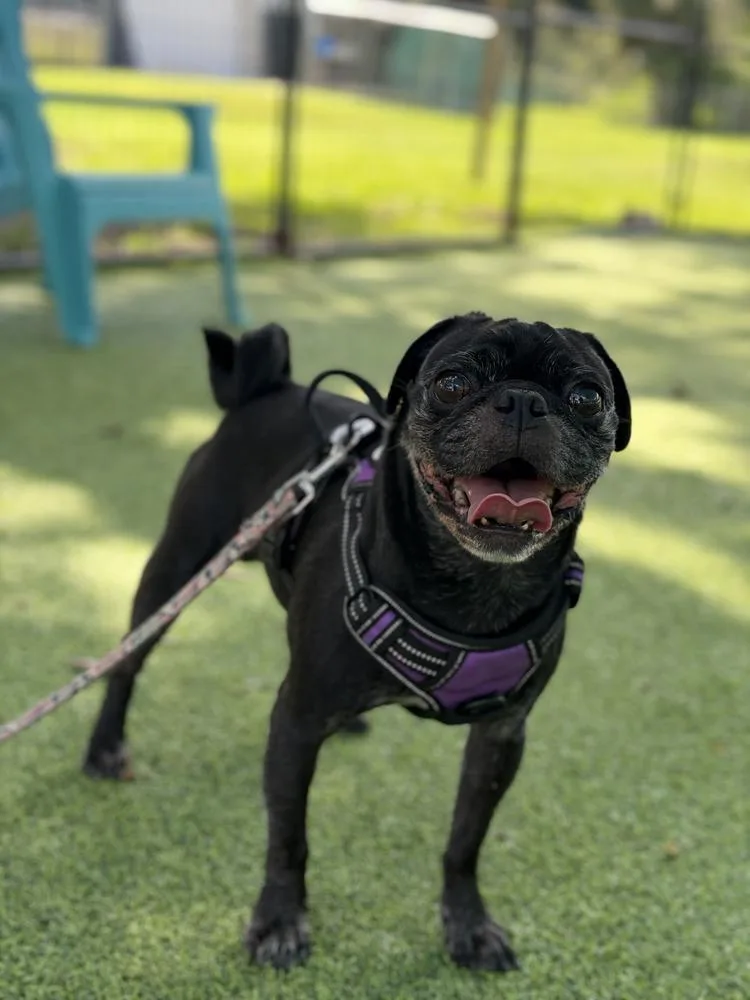 Doug the Pug