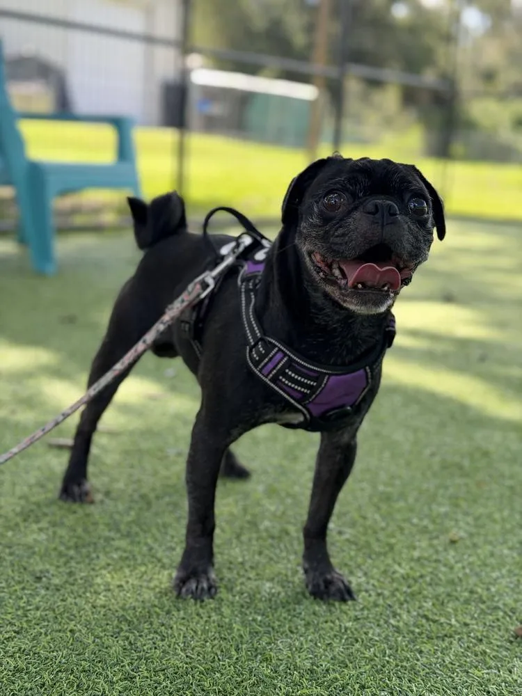 Doug the Pug thumbnail 2
