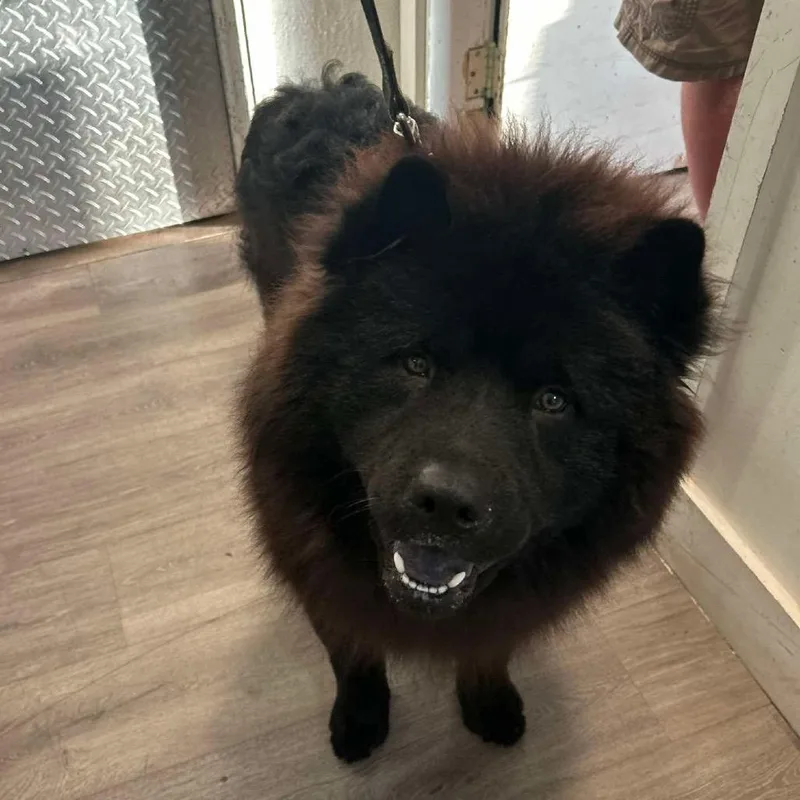 A young small-sized male Black Chow Chow dog named Monty for adoption in Tampa, FL