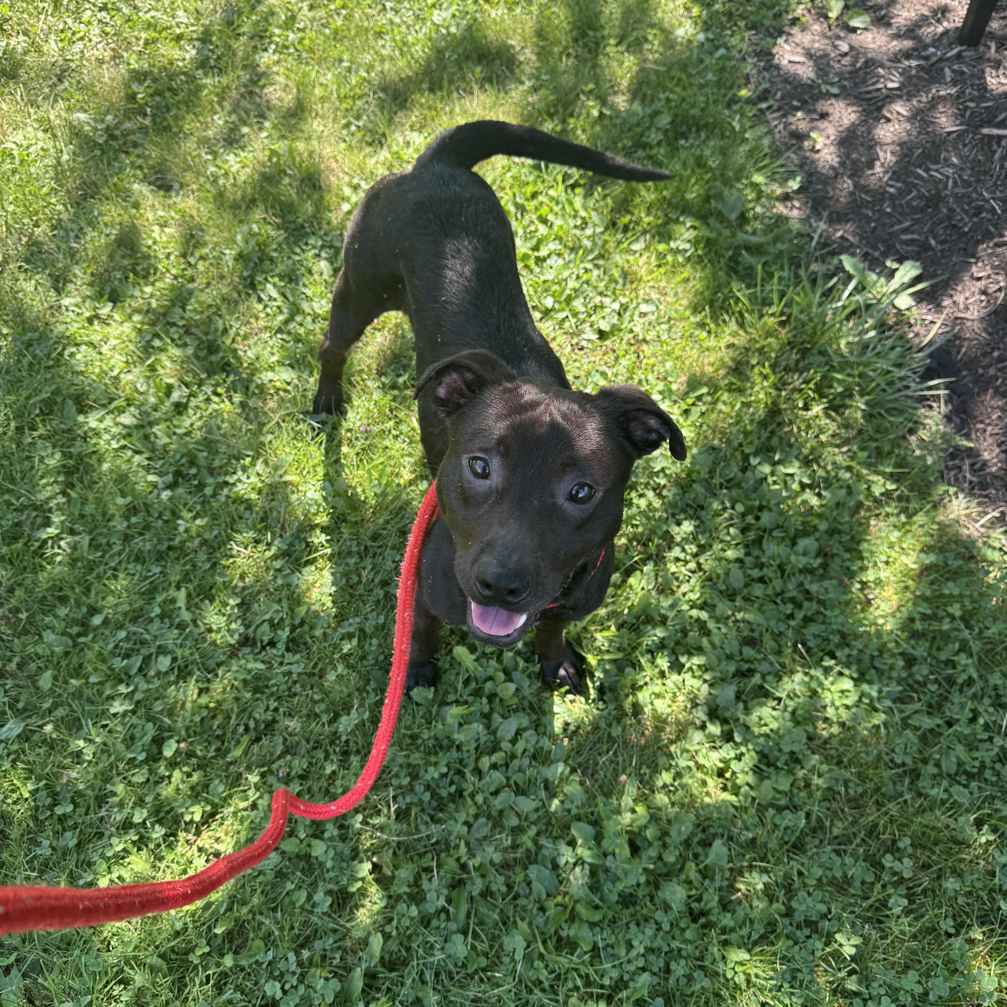A young medium-sized male Mixed Breed dog named Axel for adoption in Youngstown, OH