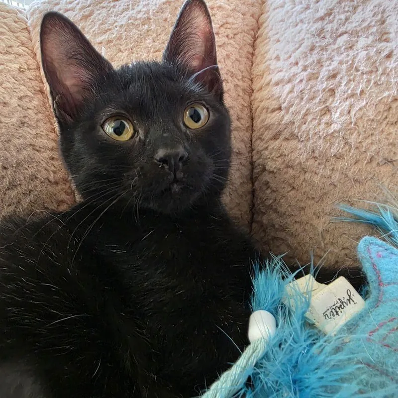 A baby small-sized female Black Domestic Short Hair cat named Rosie for adoption in Marietta, GA