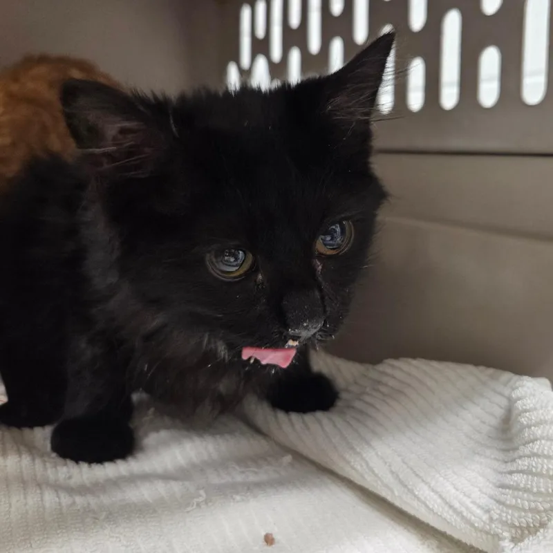 A baby small-sized female Black Domestic Short Hair cat named Cinder for adoption in Chattanooga, TN