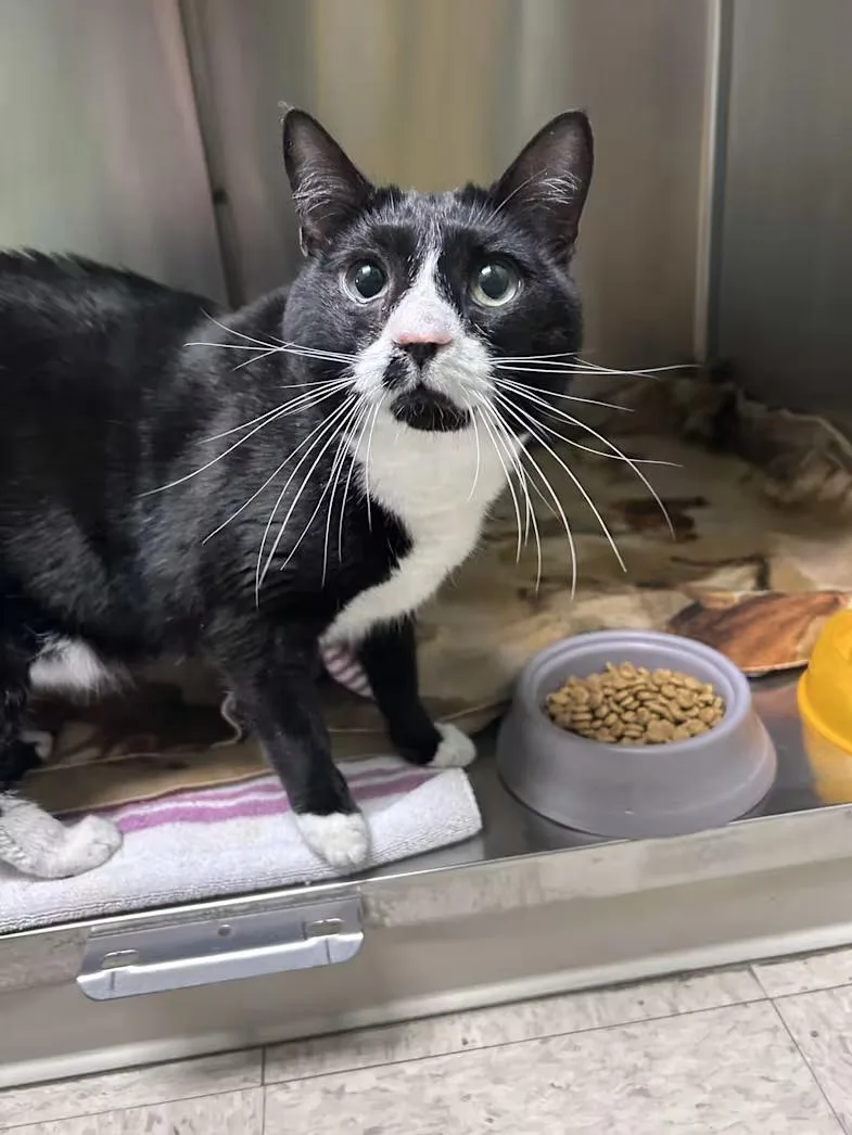 An adult large-sized male Black & White / Tuxedo Domestic Short Hair cat named Bubbles Washington for adoption in Greensboro, NC