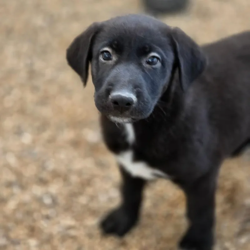 A baby medium-sized female Black German Shepherd Dog named Annie JuM for adoption in Austin, TX