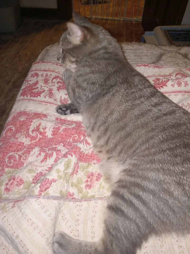 An adult medium-sized male Tabby (Gray / Blue / Silver) Domestic Short Hair cat named Simba and Rocky for adoption in Mayfield, NY