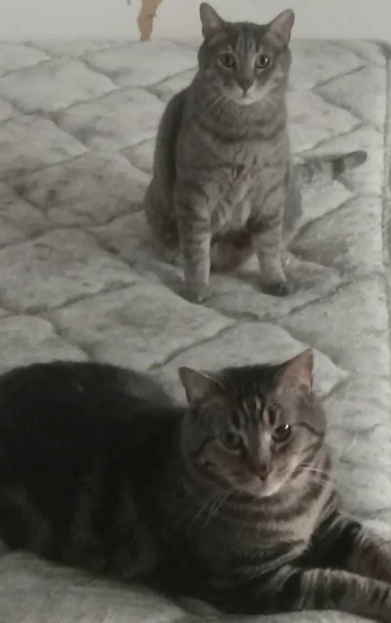 Simba and Rocky thumbnail 2