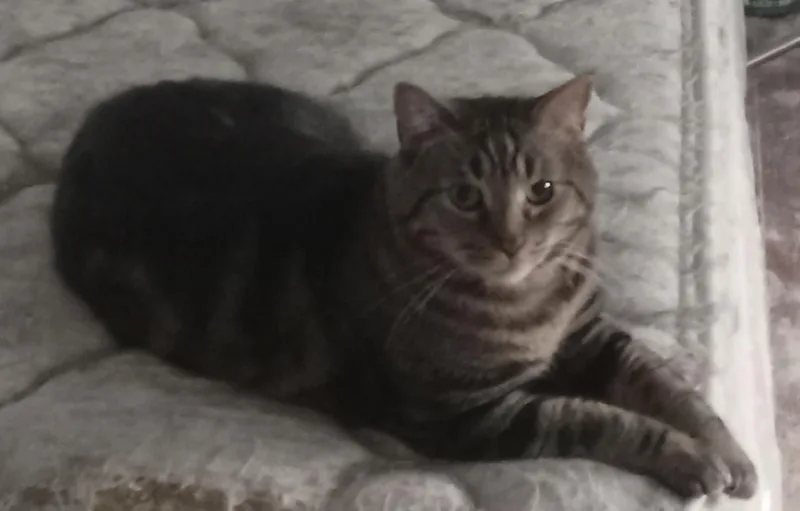 Simba and Rocky thumbnail 3
