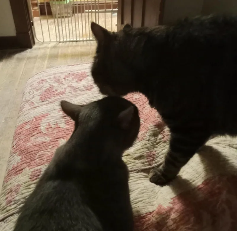 Simba and Rocky thumbnail 4