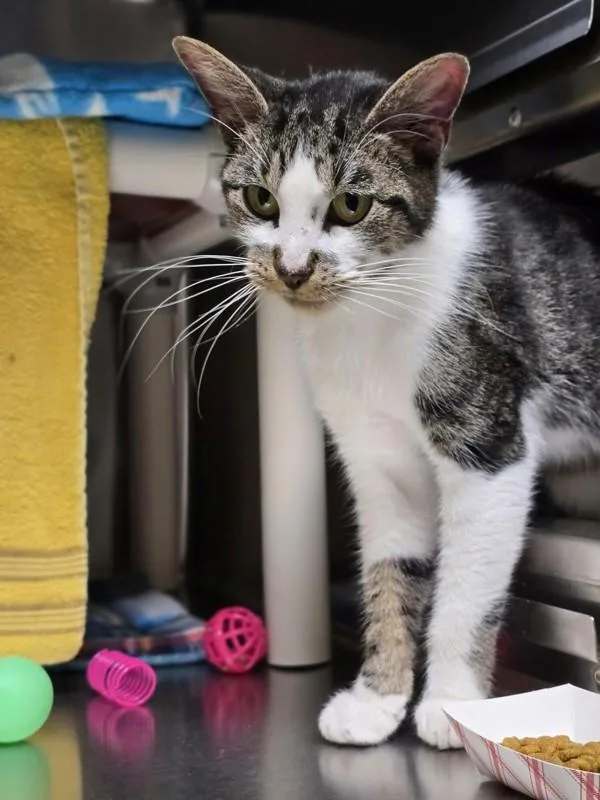 An adult small-sized female Domestic Short Hair cat named Kiwi for adoption in Vancouver, WA