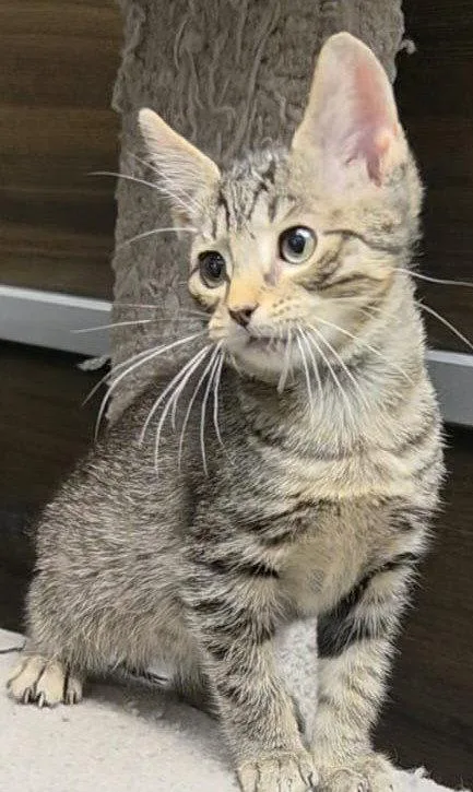 A young medium-sized male Domestic Short Hair cat named Peppermint Pat for adoption in Spring Lake, NJ