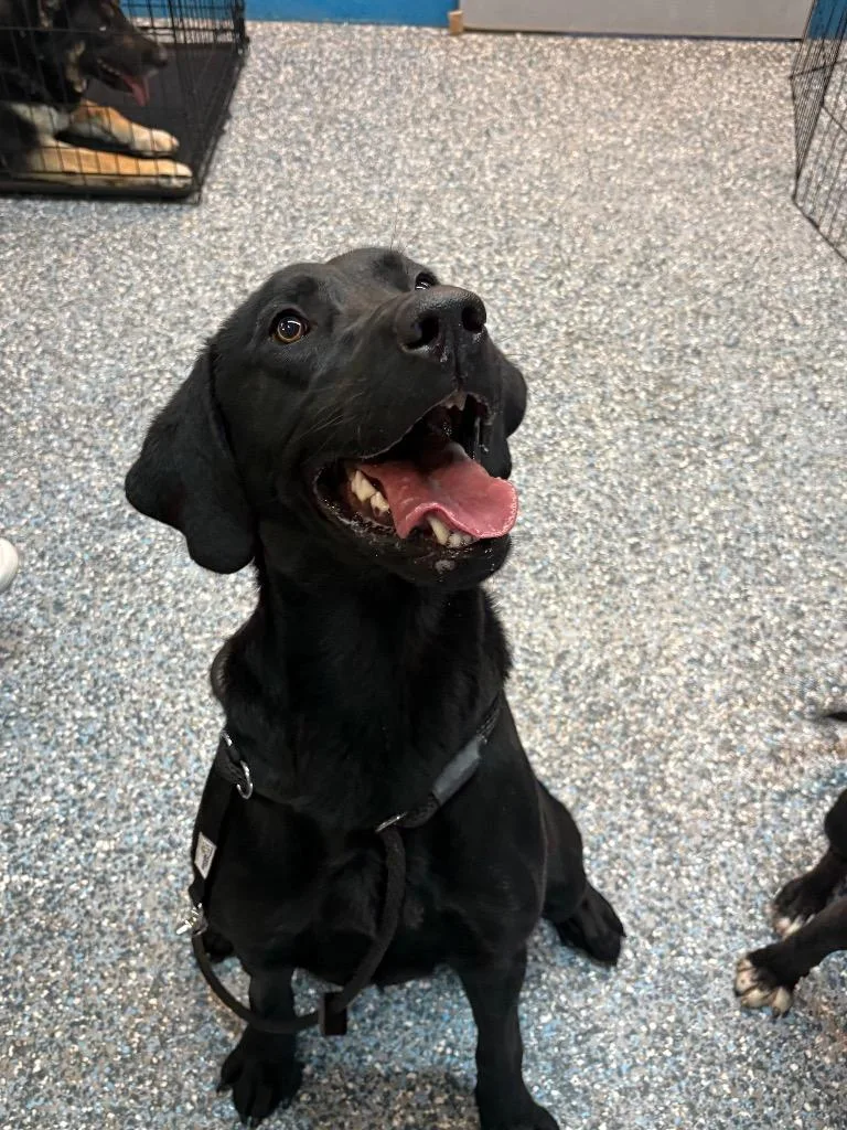 A young large-sized male Labrador Retriever dog named Scorch for adoption in Reno, NV