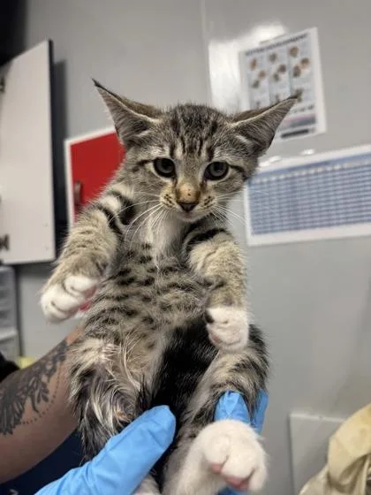 A young small-sized female Domestic Short Hair cat named B Neytiri for adoption in North Charleston, SC
