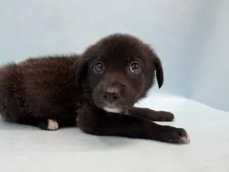 A baby large-sized male Labrador Retriever dog named Coast for adoption in Golden Valley, MN