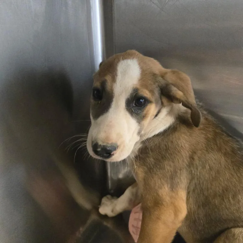 A baby medium-sized female Brown / Chocolate Mixed Breed dog named Edsel for adoption in Mount Gilead, NC