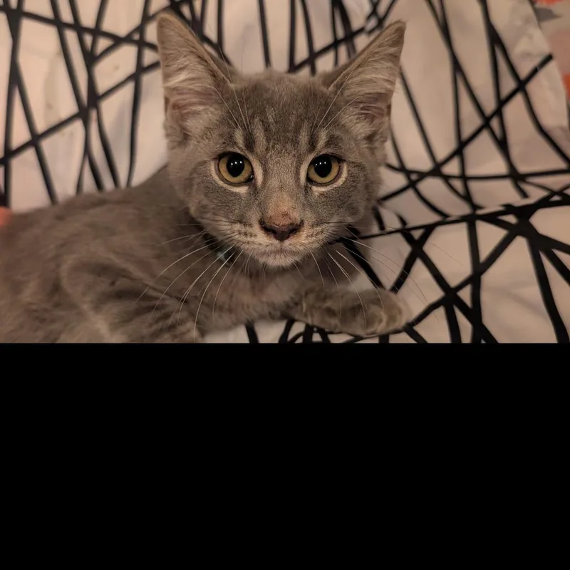 A baby small-sized male Gray / Blue / Silver Domestic Short Hair cat named Cashew for adoption in Carmel, IN