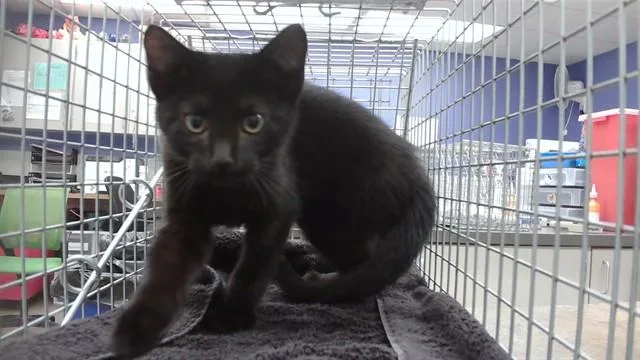 A baby small-sized male Domestic Short Hair cat named Dover for adoption in Omaha, NE