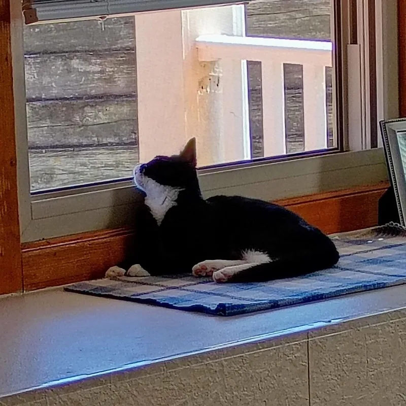 A young small-sized female Black Domestic Short Hair cat named Sassy for adoption in Lynchburg, VA