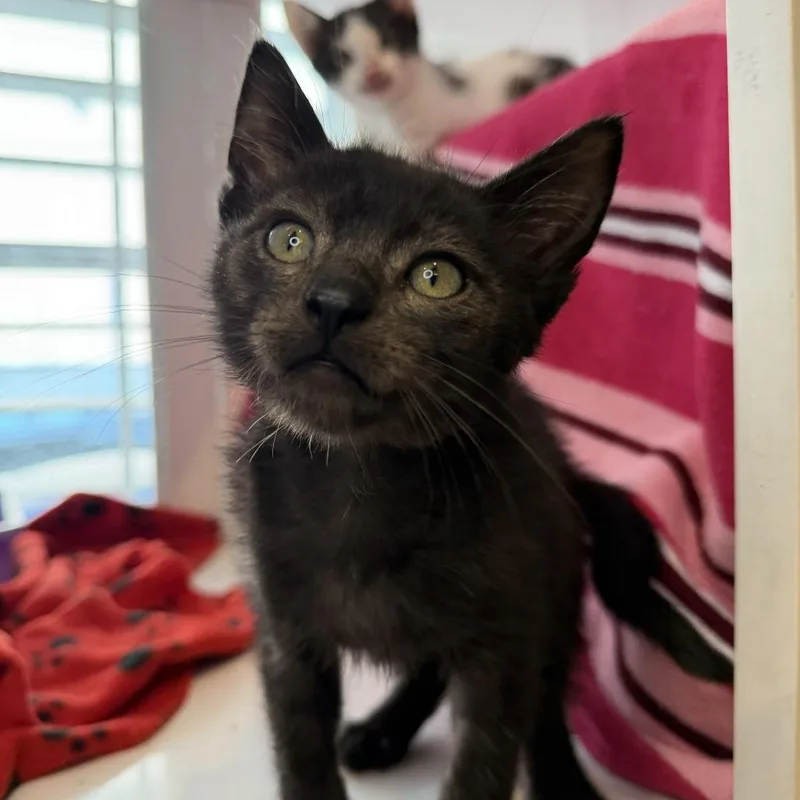 A baby small-sized male Domestic Short Hair cat named Clint Eastwood for adoption in Los Angeles, CA