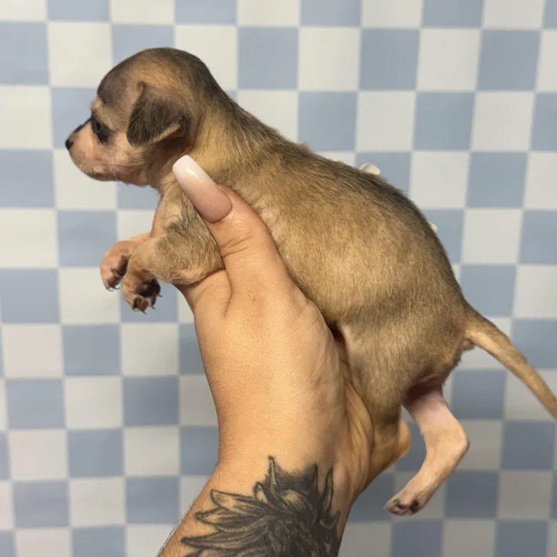 A baby small-sized male Golden Yorkshire Terrier dog named Mike for adoption in Crosby, TX