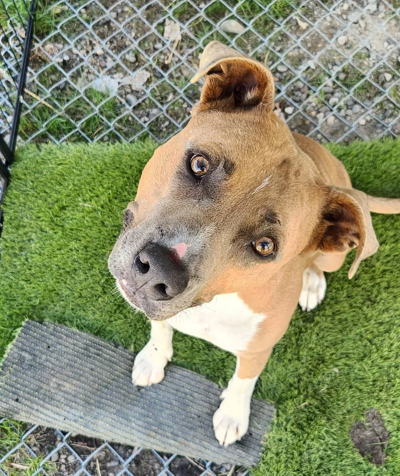 An adult large-sized female Brown / Chocolate Pit Bull Terrier dog named Nova for adoption in Billings, MT