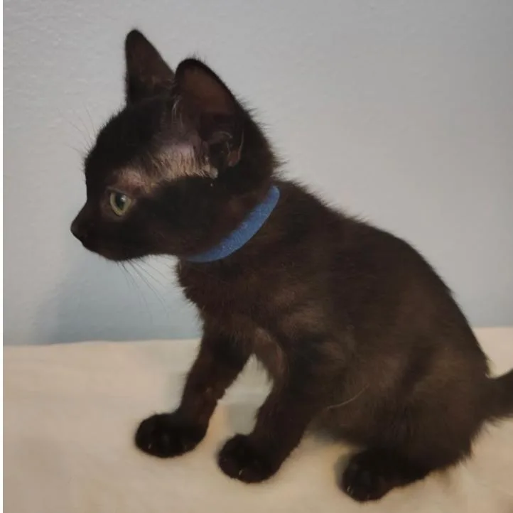 A baby small-sized male Black Domestic Short Hair cat named Xylon for adoption in North Port, FL
