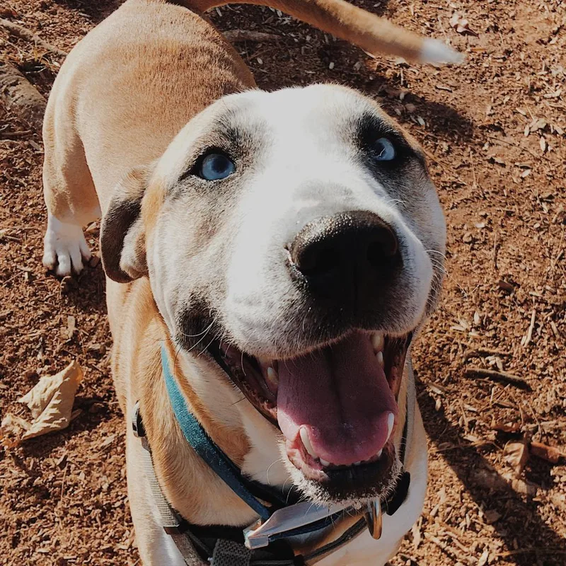 A senior large-sized male Yellow / Tan / Blond / Fawn Mixed Breed dog named Robin for adoption in Lynchburg, VA