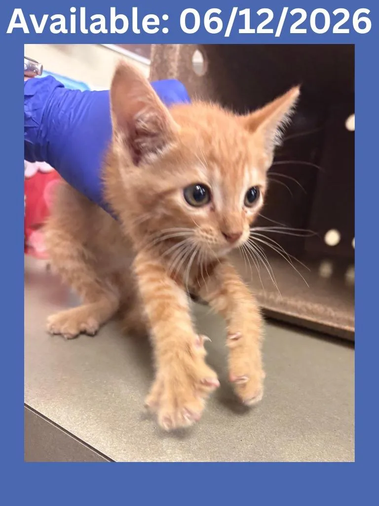 A baby medium-sized male Domestic Short Hair cat named Cat Condo for adoption in Greenville, TX