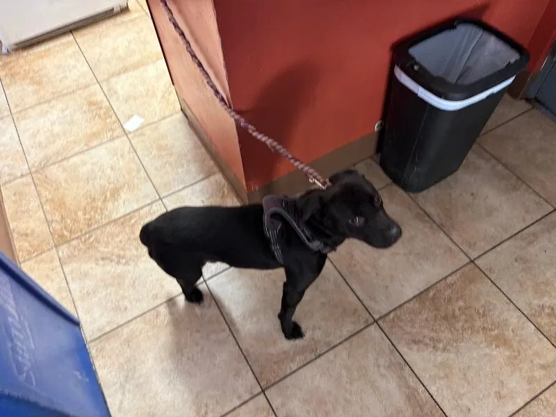 An adult medium-sized male Black Mixed Breed dog named Robert for adoption in Cincinnati, OH