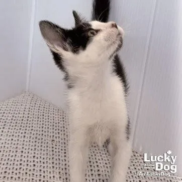 A baby medium-sized male Black & White / Tuxedo Domestic Short Hair cat named Nolan for adoption in Washington, DC