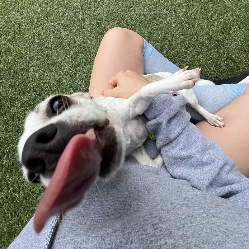 A young small-sized female Apricot / Beige Chihuahua dog named Cavatelli for adoption in Salisbury, NC
