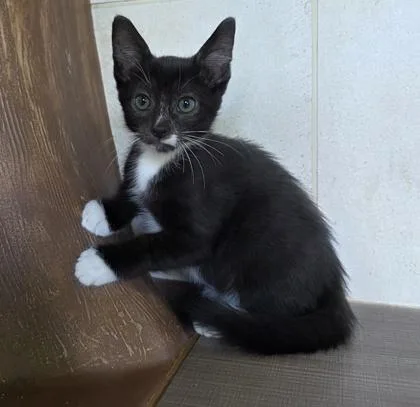 A baby small-sized male Domestic Short Hair cat named Fendi for adoption in Honolulu, HI