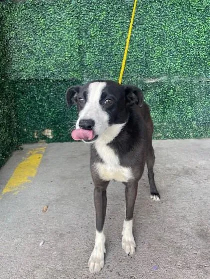 A young medium-sized male Black Border Collie dog named 60963575 for adoption in El Paso, TX