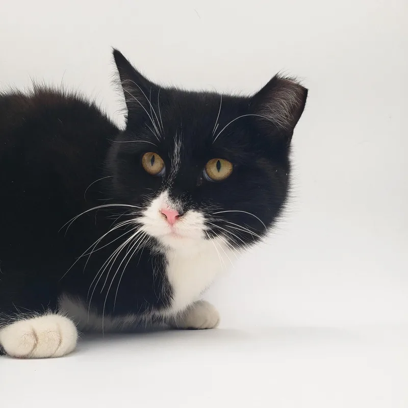 Black Tie "mousse" Cake thumbnail 2