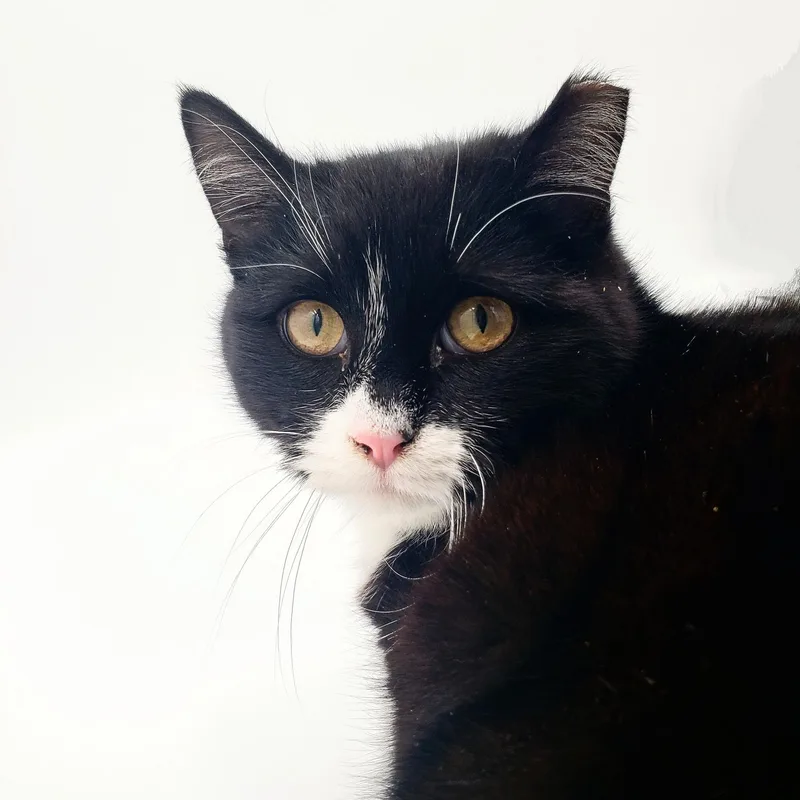 Black Tie "mousse" Cake thumbnail 3