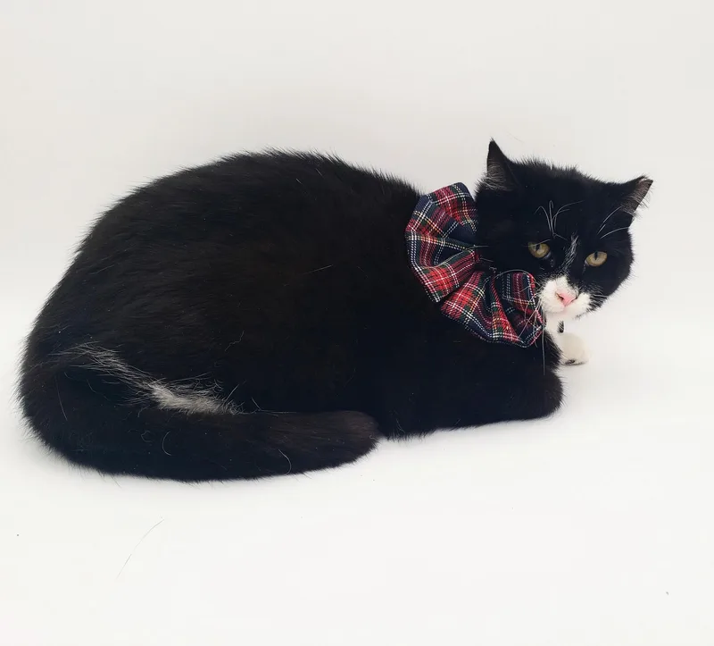 Black Tie "mousse" Cake thumbnail 4