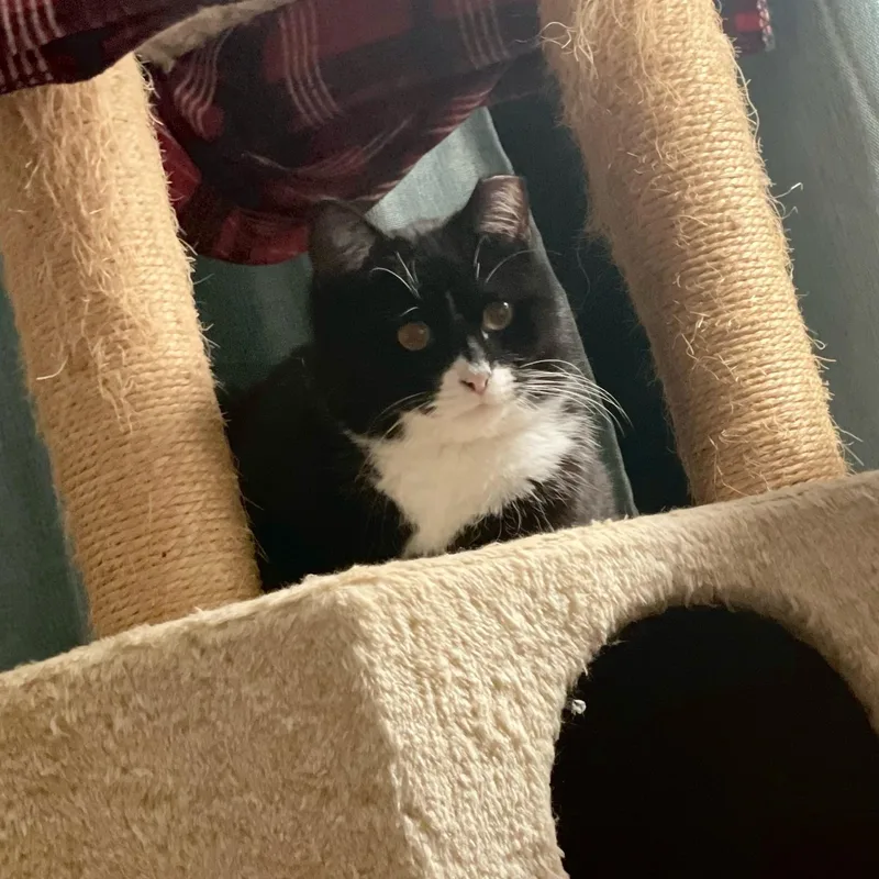 Black Tie "mousse" Cake thumbnail 5