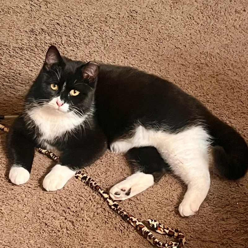 Black Tie "mousse" Cake thumbnail 6